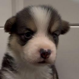 AKC Brown - Black and tan male Pembroke Welsh Corgi puppy in Summerfield, Florida from Promise Land Farm