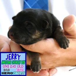 JERRY - Black and red male German Shepherd puppy in Murrieta, California from Diamond Oaks German Shepherds