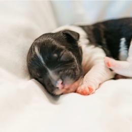 Faery - Black and white female Cavapoo puppy in Blanchard, Oklahoma from Curly Q Cavapoos
