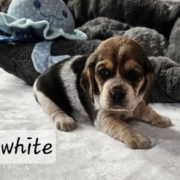 White girl - Black tan and bluetick female Beagle puppy in Lore City, Ohio from Loves Kennel