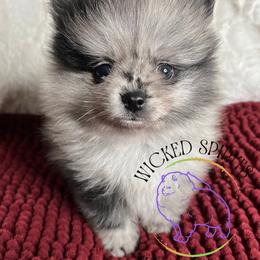 HOLD AKC SUPERMAN - Blue merle male Pomeranian puppy in Watkins Glen, New York from Wicked Spirits Pomeranians