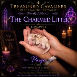 Paige - Blenheim female Cavapoo puppy in Spokane, Washington from Treasured Cavaliers of the Pacific Northwest