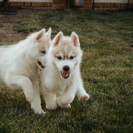 Siberian Husky Puppies from Polaire Siberians