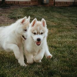 Siberian Husky Puppies from Polaire Siberians