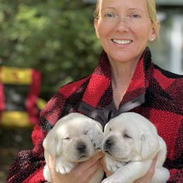 Labrador Retriever All Grown Up from Chateau St. John