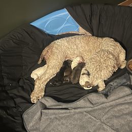 Poodle Puppies from Amber Locke