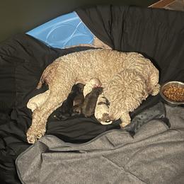 Poodle Puppies from Amber Locke