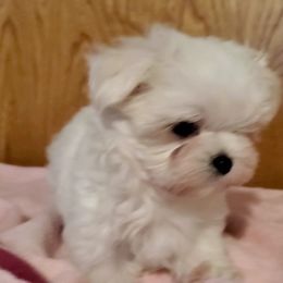 Maltese Puppies from RagTak Maltese