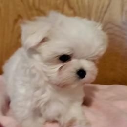 Maltese Puppies from RagTak Maltese
