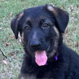 Girl 1 - Black and tan female German Shepherd puppy in Mc Donough, Georgia from Barick German Shepherds