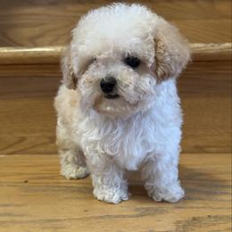 Scooter - Apricot male Poodle puppy in Sauk Village, Illinois from Midwest Timberland Pups