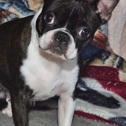 Razzy - Boston Terrier