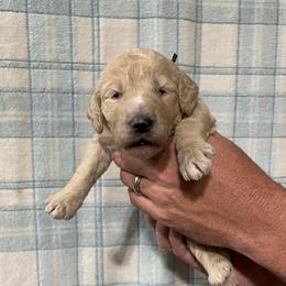 Thea - Cream female Poodle puppy in Detroit Lakes, Minnesota from Pickerel Pups