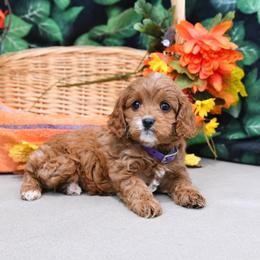 Lilac - Red female Cavapoo puppy in Woodridge, New York from Woodland poodles and Cavapoos