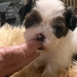 Daisy Mae - Red and white female Shih Tzu puppy in Buena Park, California from LowCol Ranch