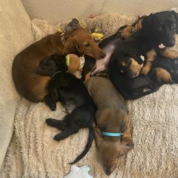 Dachshund Puppies from Desert Dachshunds