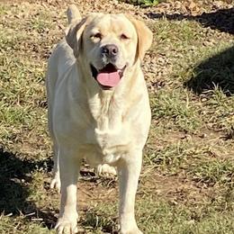 Tillie - Labrador Retriever