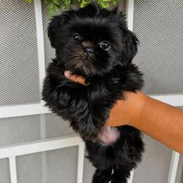 Juno - Black female Shih Tzu puppy in Corona, California from Ju Shih Tzu