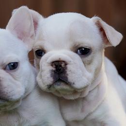 French Bulldogs from The Frenchie Connection SD