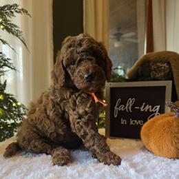 Orange Collar Boy - Red  male Poodle puppy in Bristol, Tennessee from 4goldendoodles