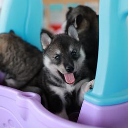 Juniper (Juni) - Agouti and white female Siberian Husky puppy in Myakka City, Florida from SoFlo Siberians