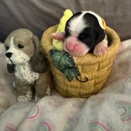 Yellow collar girl - Black white and tan female Cocker Spaniel puppy in Boca Raton, Florida from Gold-Coast Cockers