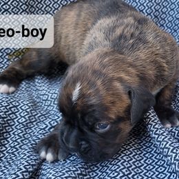Leo - Brindle male Boxer puppy in Cheney, Washington from Royal Dream Boxers