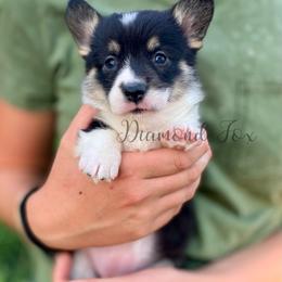 Luna - Black and tan female Pembroke Welsh Corgi puppy in Weston, Idaho from Diamond Fox Corgis
