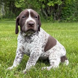 Girl 4 - White and liver female German Shorthaired Pointer puppy in Equinunk, Pennsylvania from AHHA Kennels