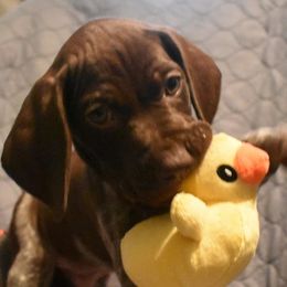 German Shorthaired Pointers from Jenny Ridge Kennels