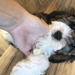 Cavalier King Charles Spaniel and Cavapoo Puppies from VITPOM PUPPIES