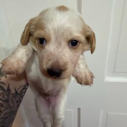 Cream Piebald 4000Male LH Billy - Piebald male Dachshund puppy in Fenton, Michigan from Always Darling Dachshunds