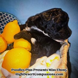 Aussiedoodle, Poodle, and Toy Australian Shepherd Puppies from High Desert Companions