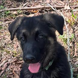 Dark green boy - Black and tan male German Shepherd puppy in Mc Donough, Georgia from Barick German Shepherds