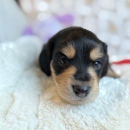 Coyote - Black and tan male Dachshund puppy in Morristown, Tennessee from Hillside Hounds