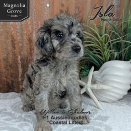 Isla - Purple Collar - Blue merle female Aussiedoodle puppy in Oxford, Alabama from Magnolia Grove Doodles