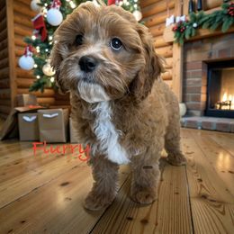 Flurry - Red male Cavapoo puppy in Tucson, Arizona from Adored Poodle & Doodles
