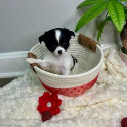 Ganymede - Black and white male Chihuahua puppy in Winston Salem, North Carolina from LaythStone