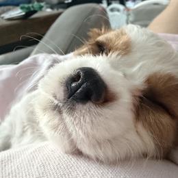 Cavalier King Charles Spaniel Puppies from Infinity Paws Cavaliers