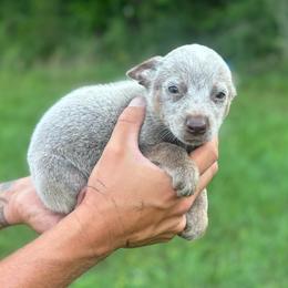 Wyatt - Blue male Australian Cattle Dog puppy in Timpson, Texas from Double S Kennel