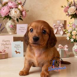 AFDs Honey - Red female Dachshund puppy in Waverly, Ohio from Always Faithful Dachshunds