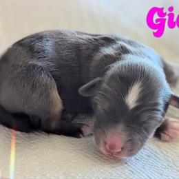 Gidget - Blue merle female Toy Australian Shepherd puppy in Mountain Home, Idaho from LJK Boxers & Toy Aussies