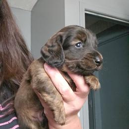 Boy 1 - Brindle male Dachshund puppy in Lansing, Michigan from Black Thunder 517 Dachshunds and frenchies