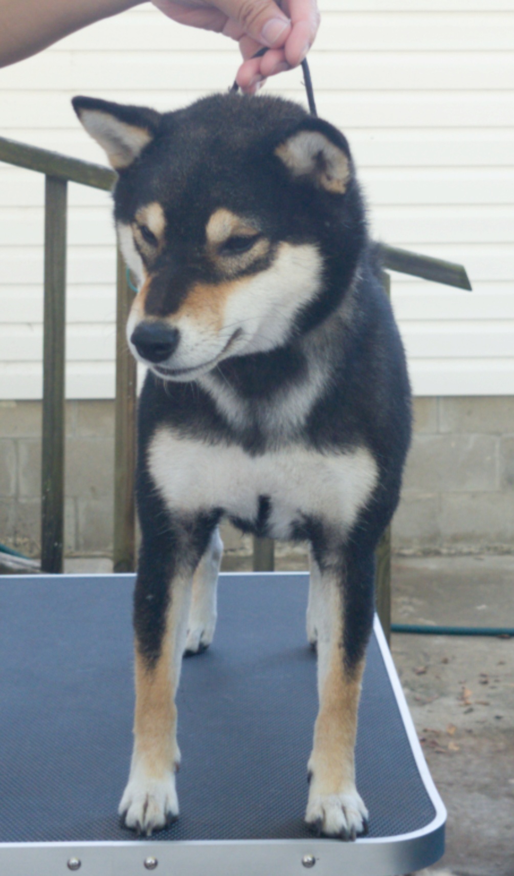 Katana - Shiba Inu