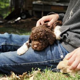 Root - Lagotto Romagnolo