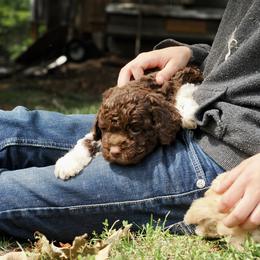 Root - Lagotto Romagnolo