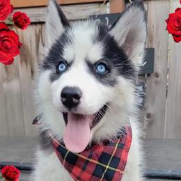Siberian Huskies from Whiskey River Siberians