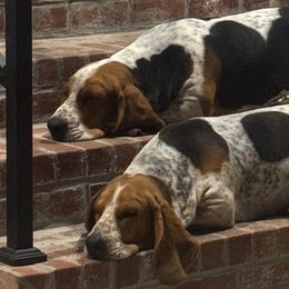 Basset Hounds from Amiee’s Hounds