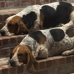 Basset Hounds from Amiee’s Hounds