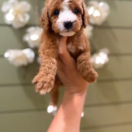 Pine - Red female Bernedoodle puppy in Ocala, Florida from Bernedoodles of Florida
